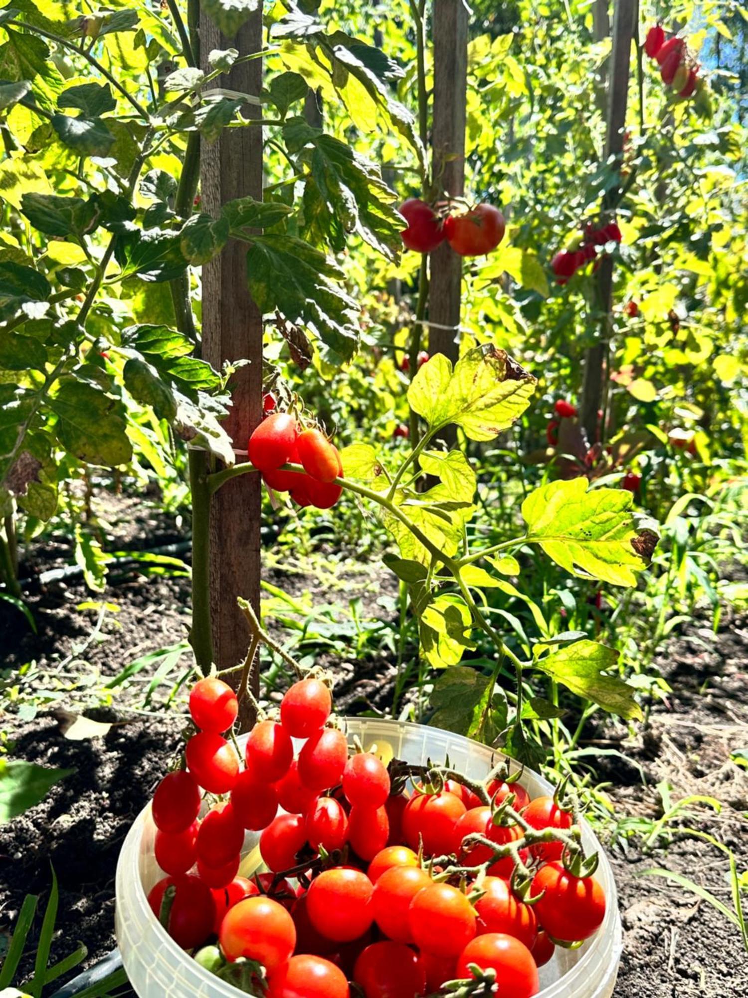 Cob Village Berca Екстериор снимка